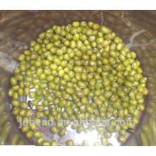 haricot mungo vert pour la germination avec des taux élevés de germination